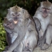 monkey_macaque_balinese_mf_ubud_v_0230_bal0230.jpg